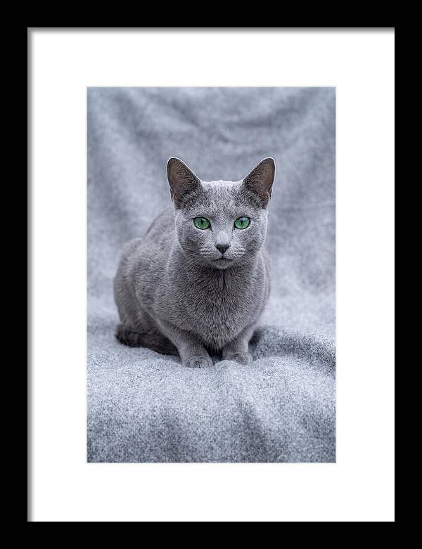 Russian Blue Cat With Emerald Eyes