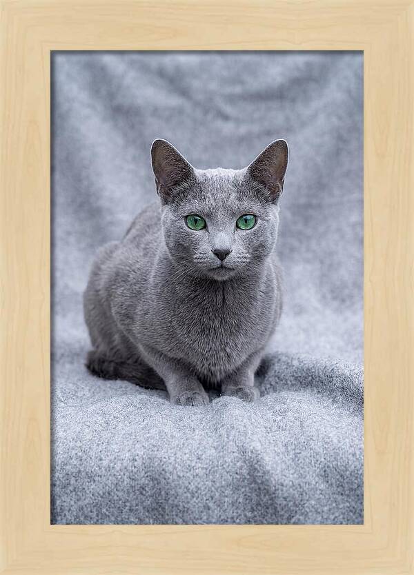 Russian Blue Cat With Emerald Eyes