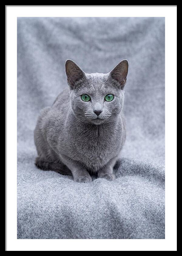 Russian Blue Cat With Emerald Eyes