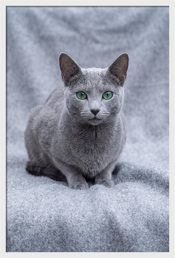 Russian Blue Cat With Emerald Eyes