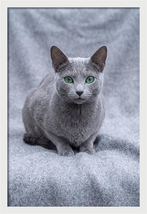 Russian Blue Cat With Emerald Eyes