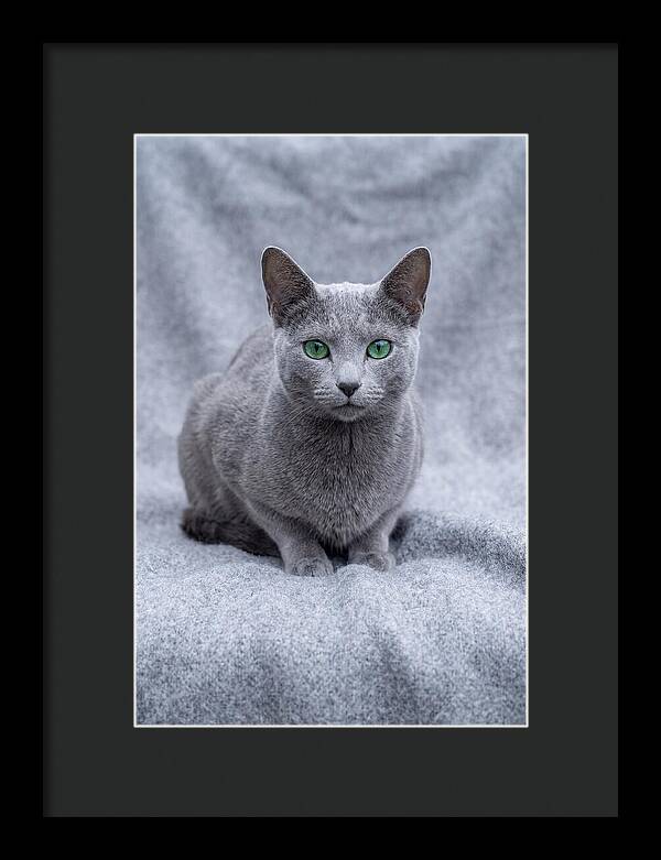 Russian Blue Cat With Emerald Eyes