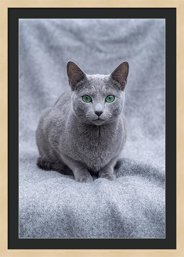 Russian Blue Cat With Emerald Eyes
