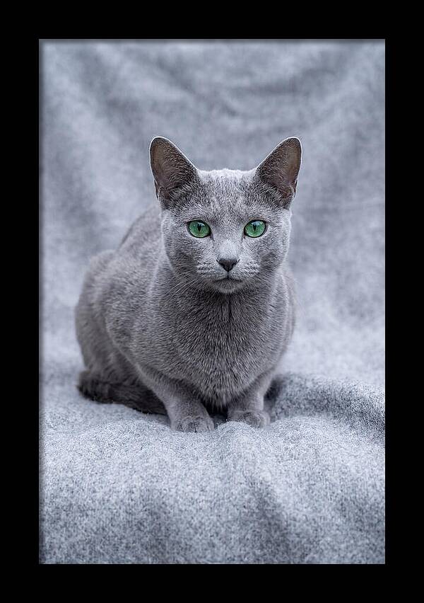 Russian Blue Cat With Emerald Eyes
