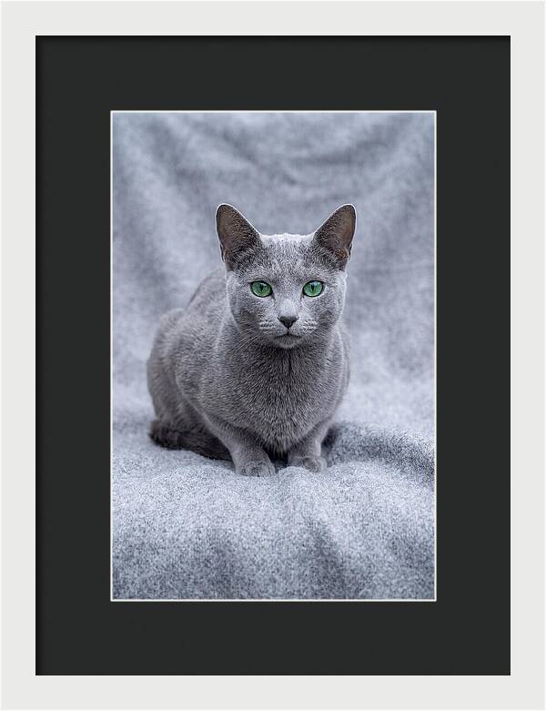 Russian Blue Cat With Emerald Eyes