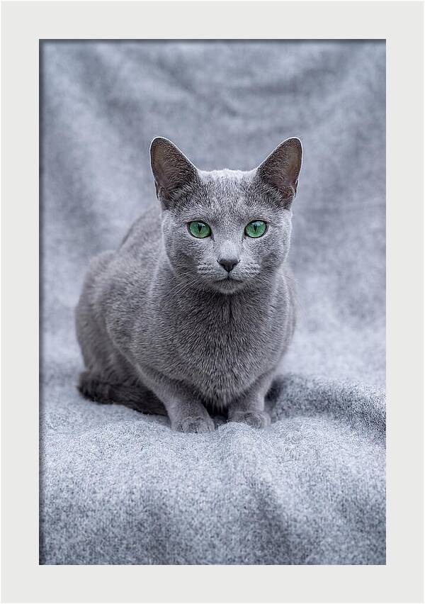 Russian Blue Cat With Emerald Eyes