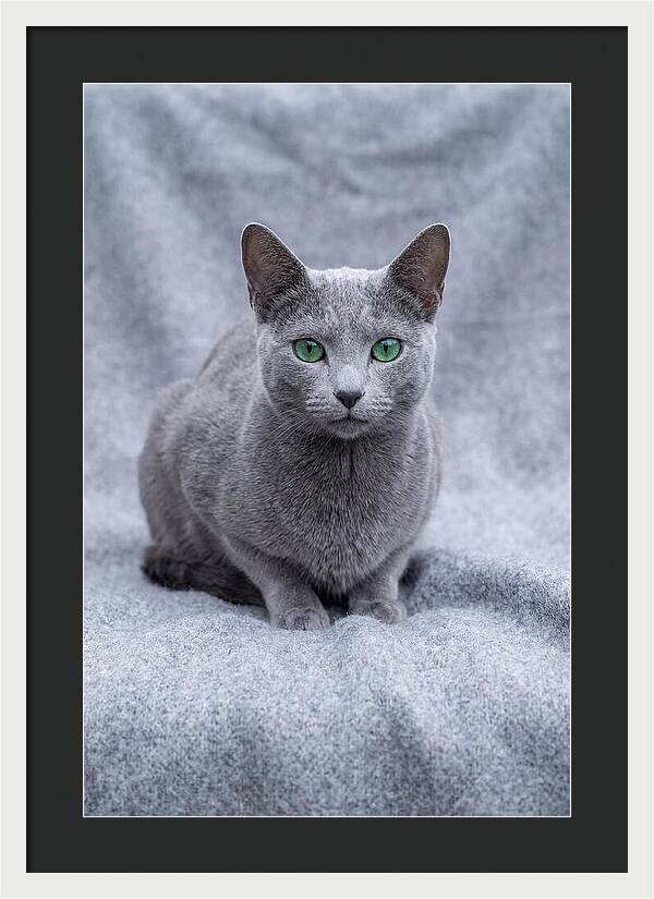 Russian Blue Cat With Emerald Eyes