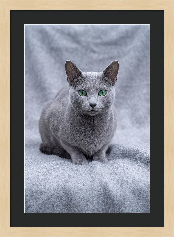 Russian Blue Cat With Emerald Eyes