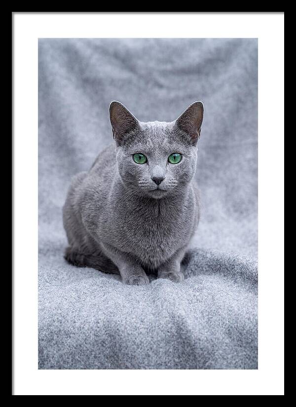Russian Blue Cat With Emerald Eyes