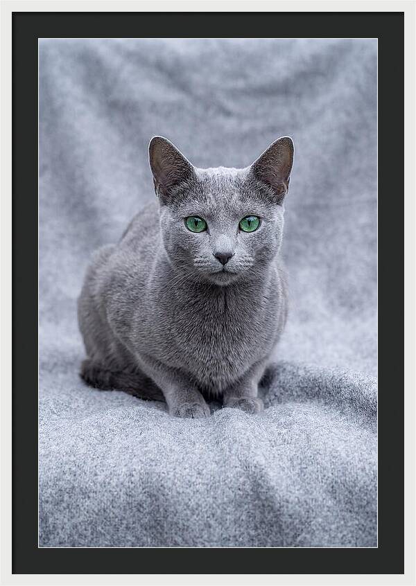 Russian Blue Cat With Emerald Eyes