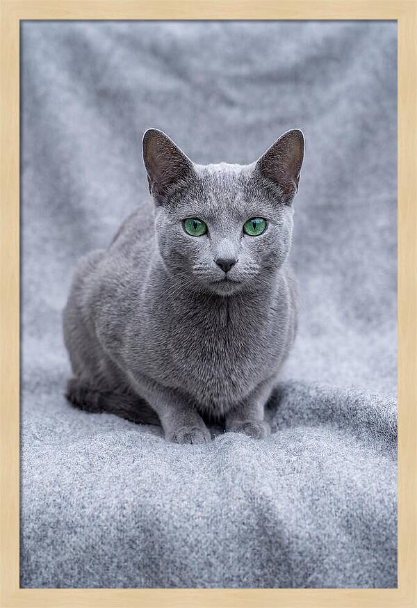 Russian Blue Cat With Emerald Eyes