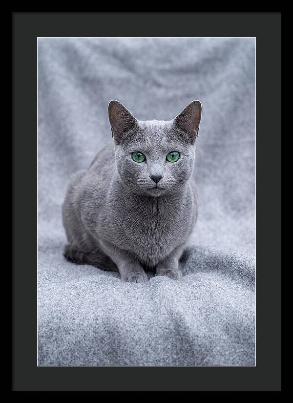 Russian Blue Cat With Emerald Eyes