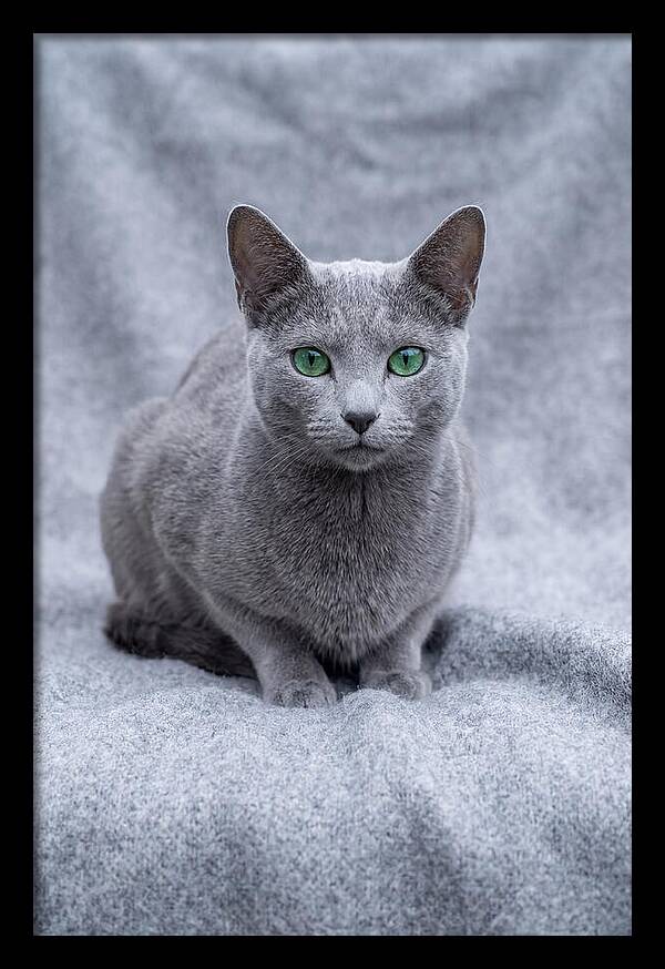 Russian Blue Cat With Emerald Eyes