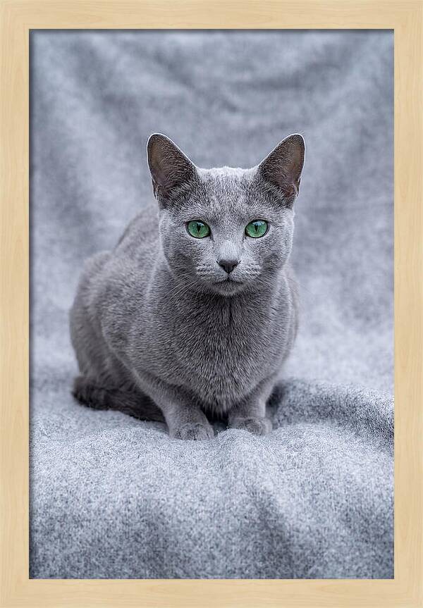 Russian Blue Cat With Emerald Eyes