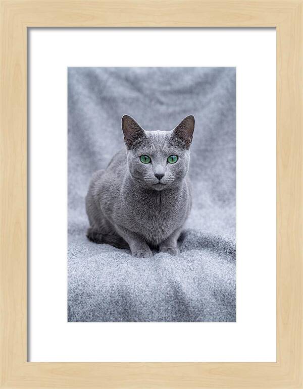 Russian Blue Cat With Emerald Eyes