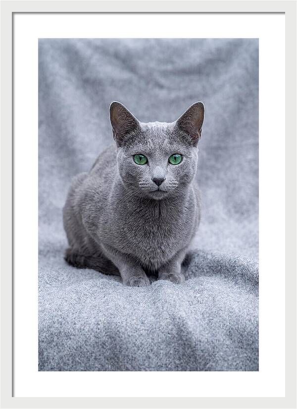 Russian Blue Cat With Emerald Eyes