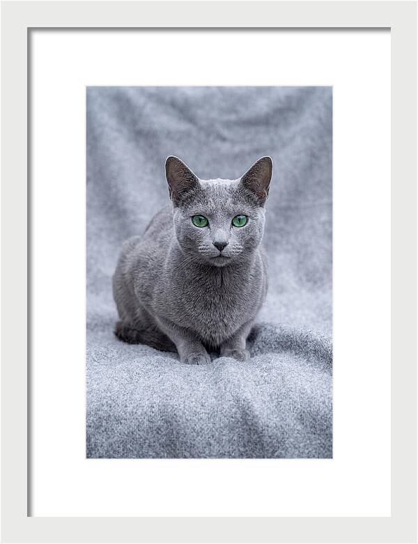 Russian Blue Cat With Emerald Eyes