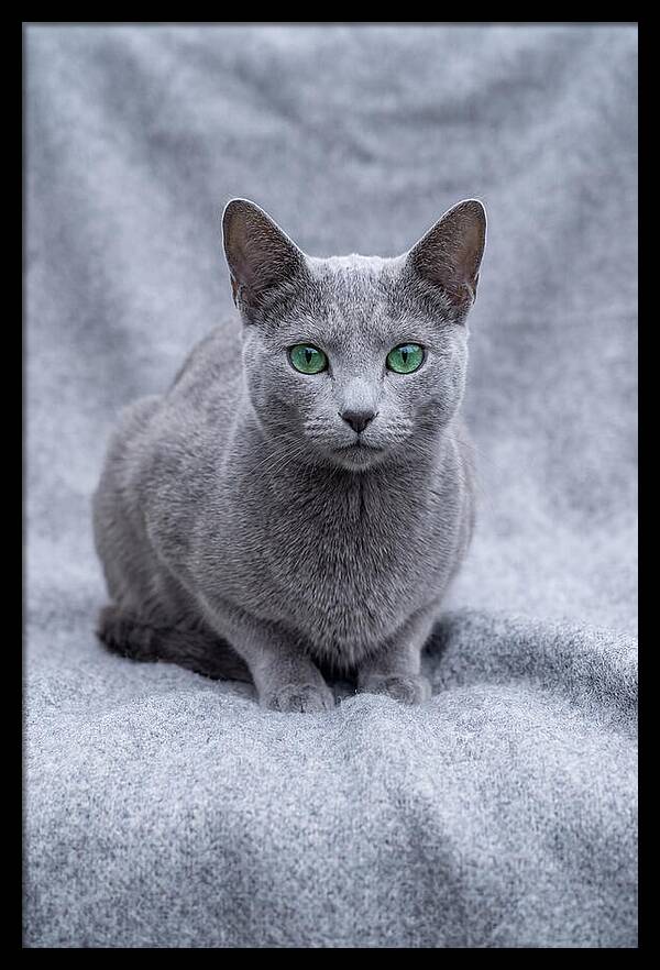 Russian Blue Cat With Emerald Eyes