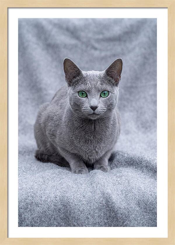 Russian Blue Cat With Emerald Eyes