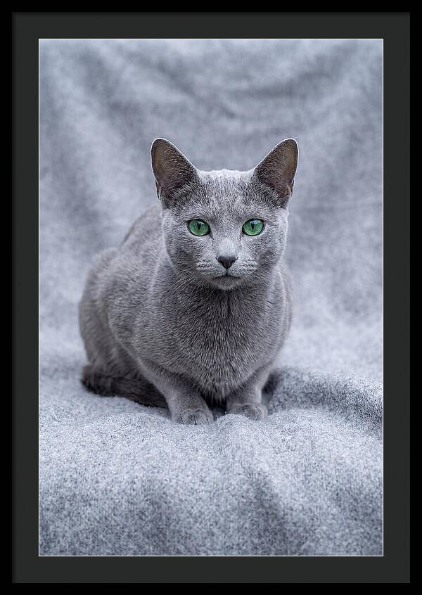Russian Blue Cat With Emerald Eyes