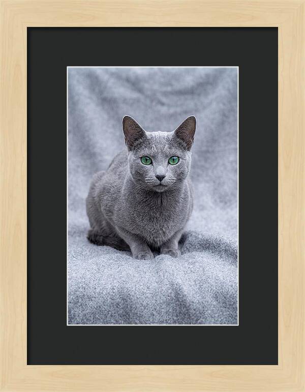 Russian Blue Cat With Emerald Eyes