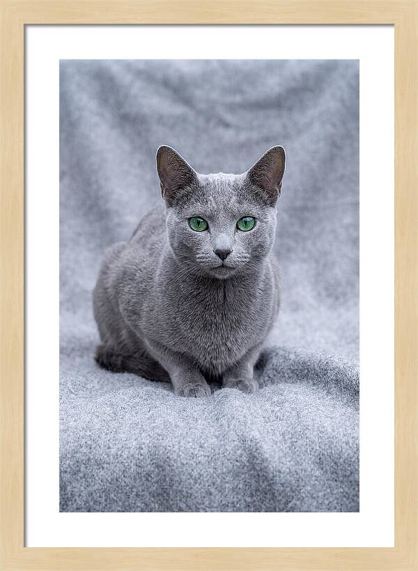 Russian Blue Cat With Emerald Eyes