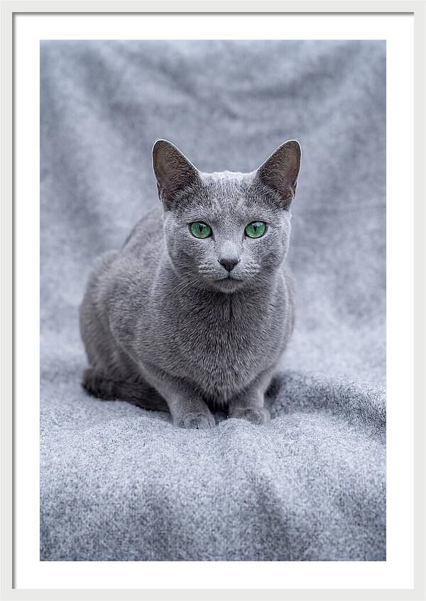 Russian Blue Cat With Emerald Eyes