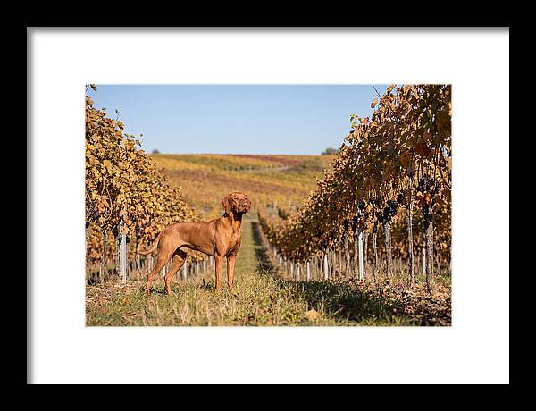 Rustic Autumn Companion