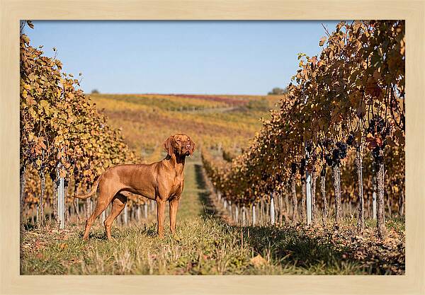 Rustic Autumn Companion