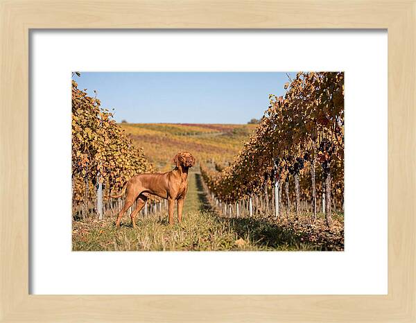 Rustic Autumn Companion