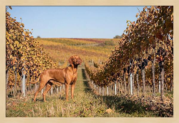 Rustic Autumn Companion