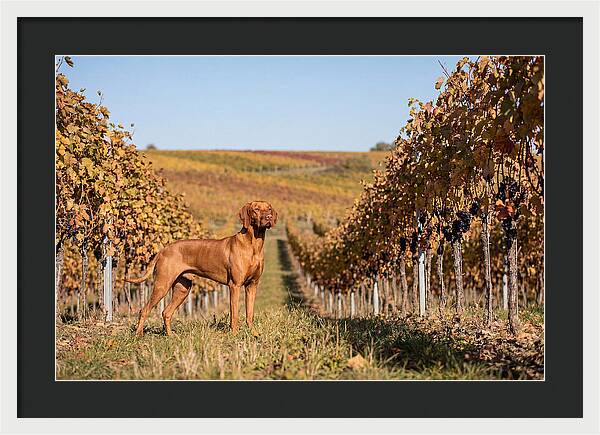 Rustic Autumn Companion