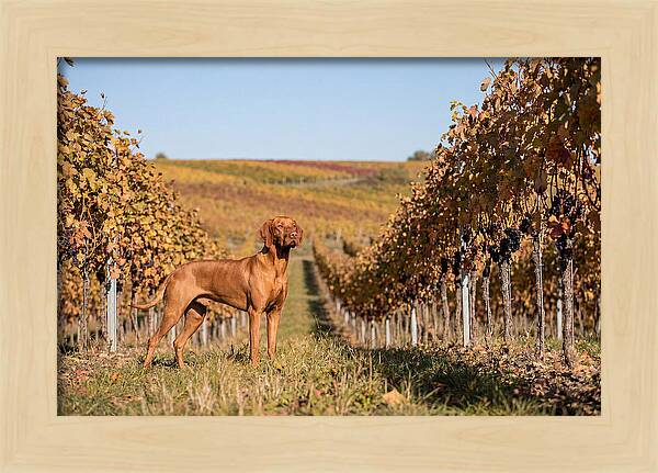 Rustic Autumn Companion