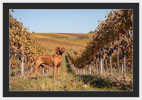 Rustic Autumn Companion