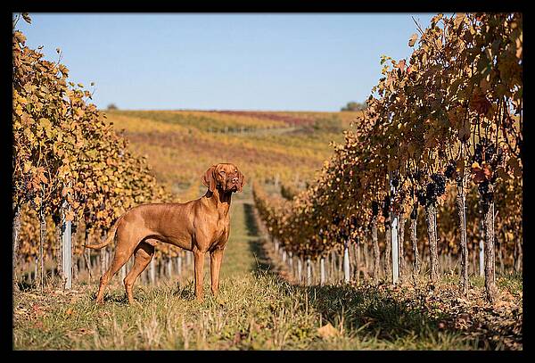 Rustic Autumn Companion