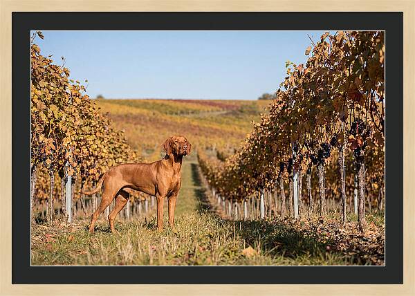 Rustic Autumn Companion