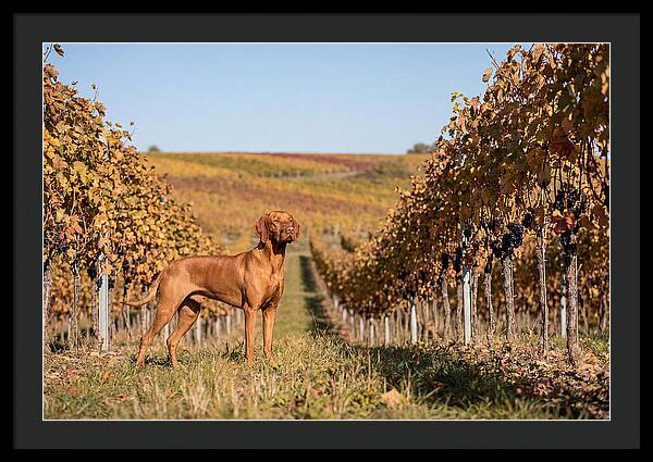 Rustic Autumn Companion