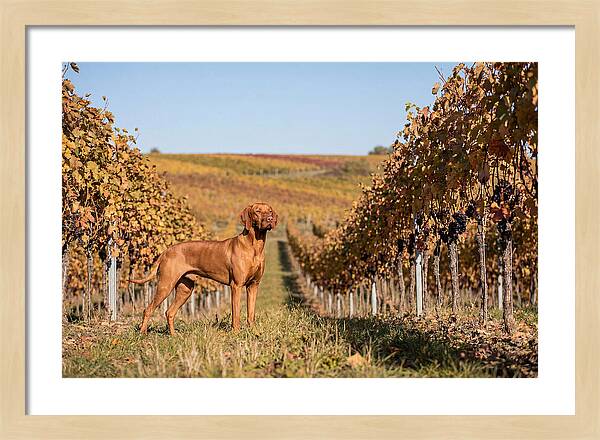 Rustic Autumn Companion