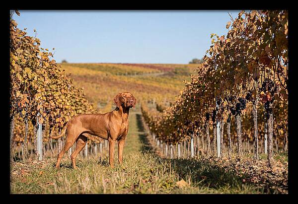 Rustic Autumn Companion