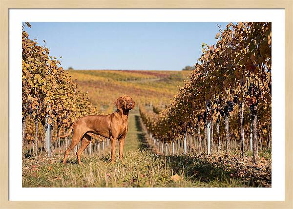 Rustic Autumn Companion