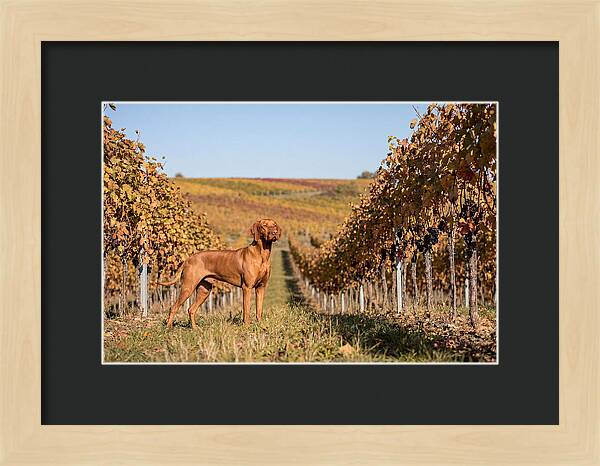 Rustic Autumn Companion