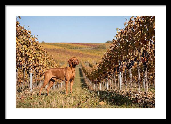 Rustic Autumn Companion