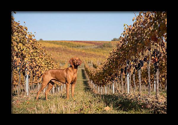 Rustic Autumn Companion