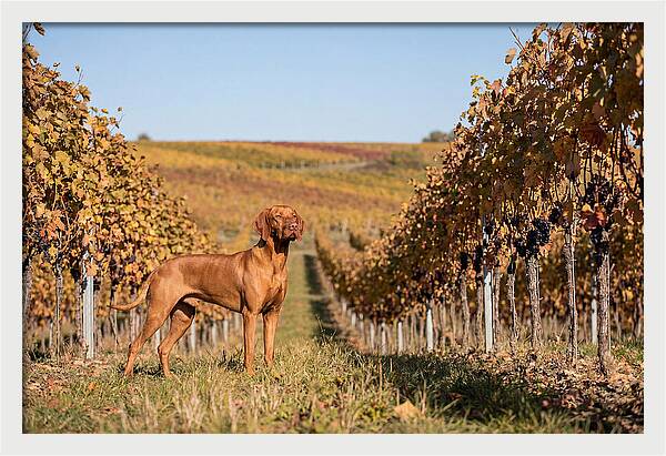 Rustic Autumn Companion