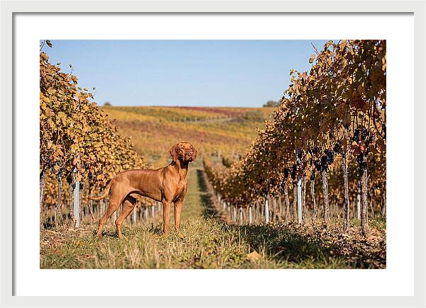 Rustic Autumn Companion