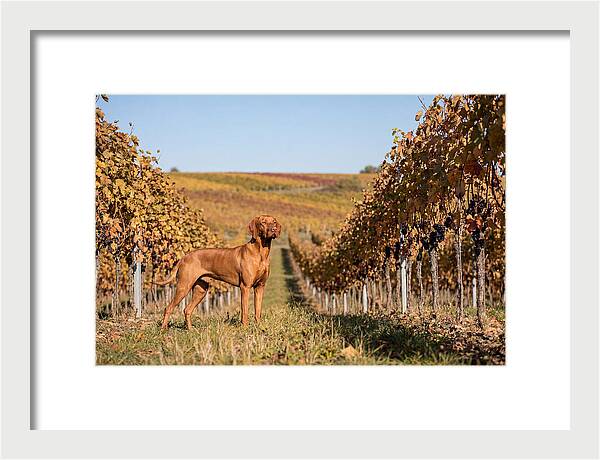 Rustic Autumn Companion