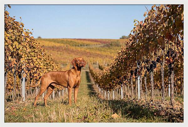 Rustic Autumn Companion