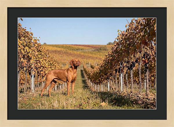 Rustic Autumn Companion