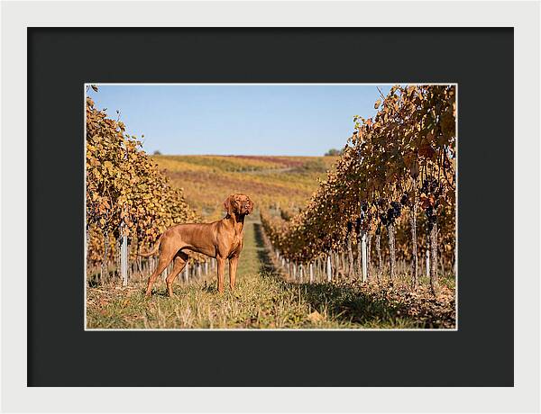 Rustic Autumn Companion