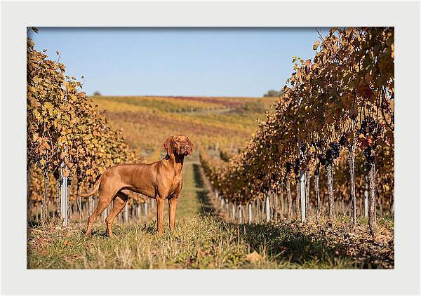 Rustic Autumn Companion
